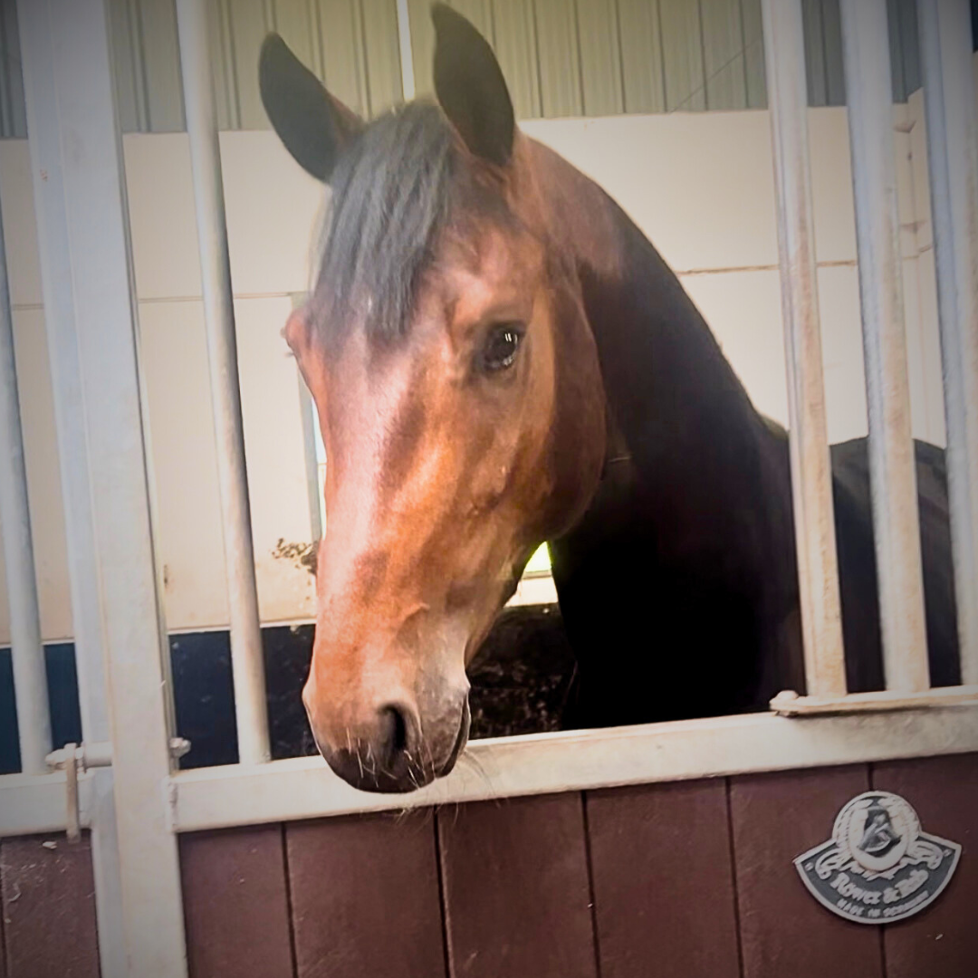 Tokyo Stallion